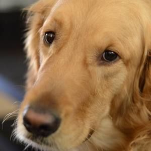 Meet your Posher, Doug